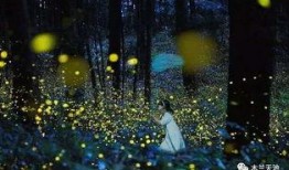 萤火虫之森在线观看