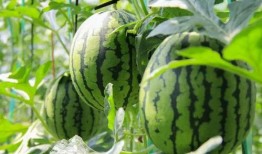 农民免费吃瓜视频下载,农民免费吃瓜视频走红网络，下载热潮席卷而来