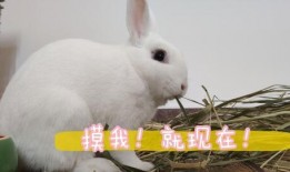 兔崽吃瓜视频在线观看免费,免费在线观看，笑料横生，欢乐无限