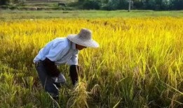 农民免费吃瓜视频下载,农民免费吃瓜视频走红网络，下载热潮席卷而来