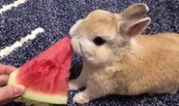 兔崽吃瓜视频在线观看免费,免费在线观看，笑料横生，欢乐无限