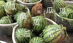 娱乐吃瓜的头像,吃瓜群众眼中的明星幕后故事