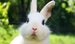 兔崽吃瓜视频在线观看免费,免费在线观看，笑料横生，欢乐无限