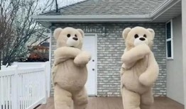 跳舞熊视频在线观看,在线欣赏萌熊舞蹈盛宴